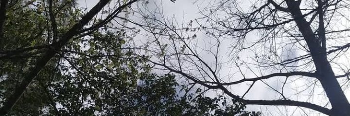 stolentris's profile banner image