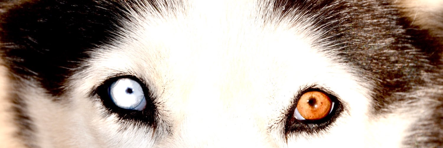 asiachancelor's profile banner image