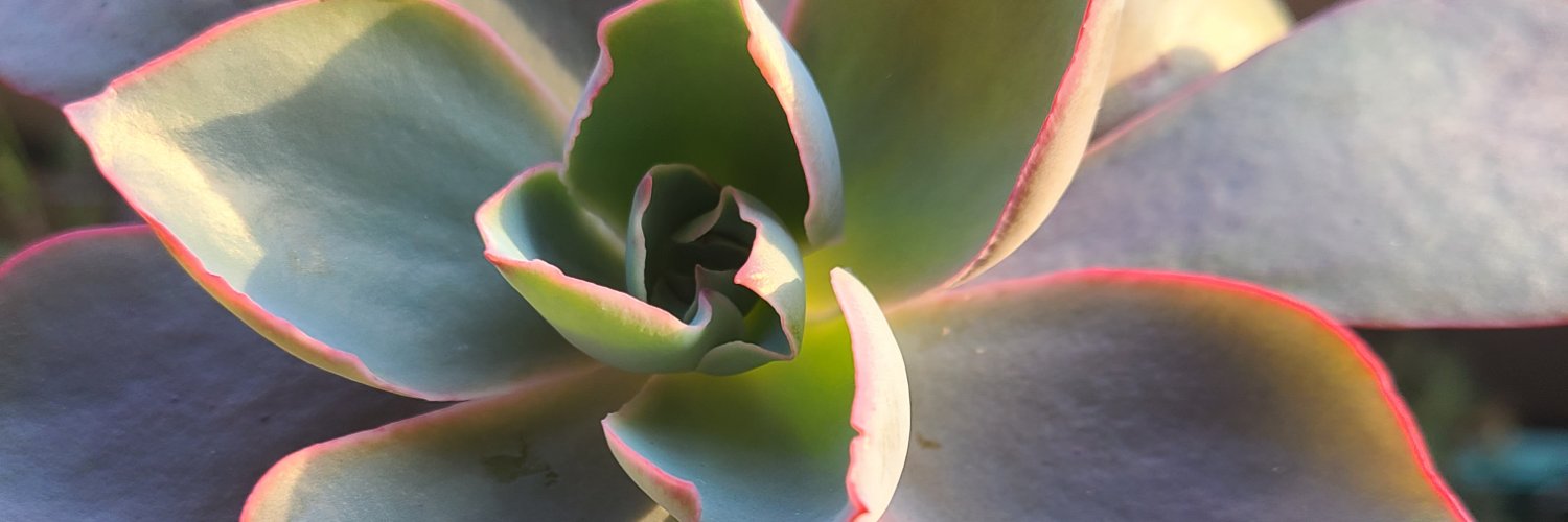 susa_tsuki's profile banner image