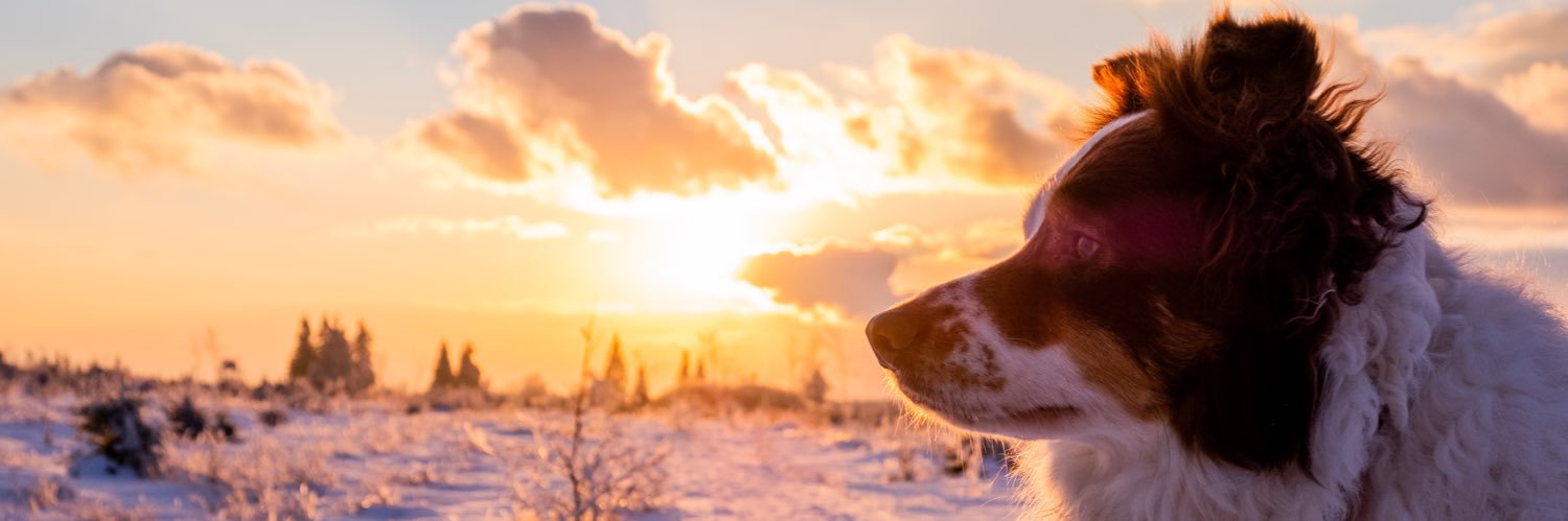 Timoté Geimer banner