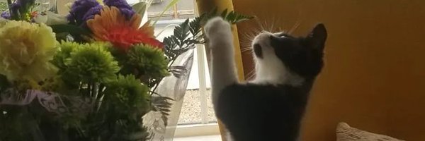 emsheenb Profile Banner