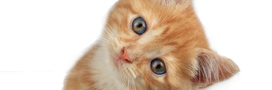 lapajarete's profile banner image