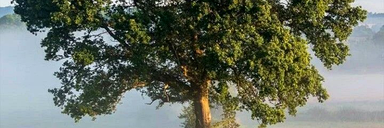 mirgholkhani's profile banner image