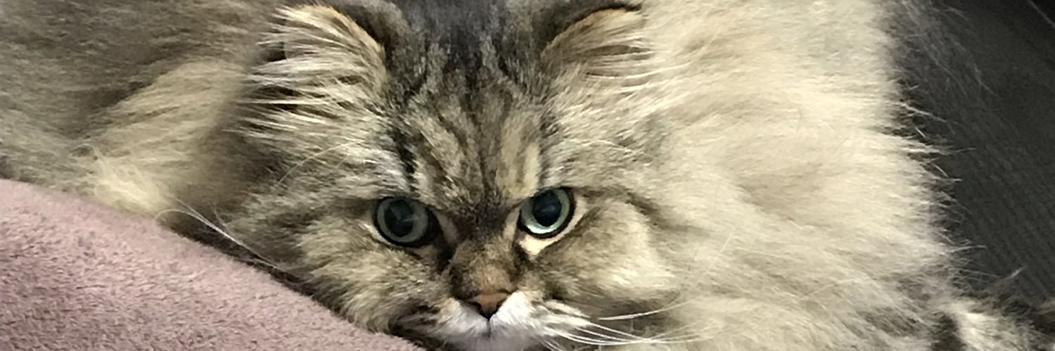 CAT0344's profile banner image