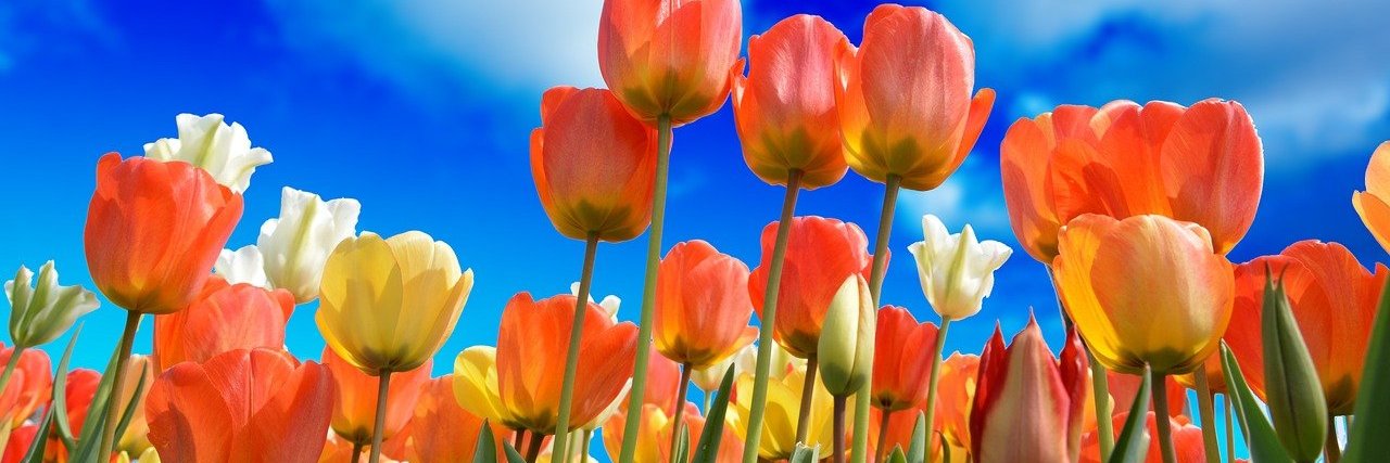 NL Embajada Colombia banner