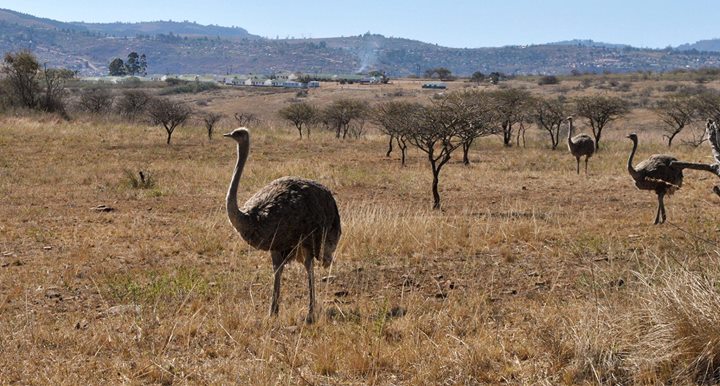 Sandeep K. Goyal banner