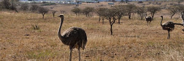 harzi_sam Profile Banner