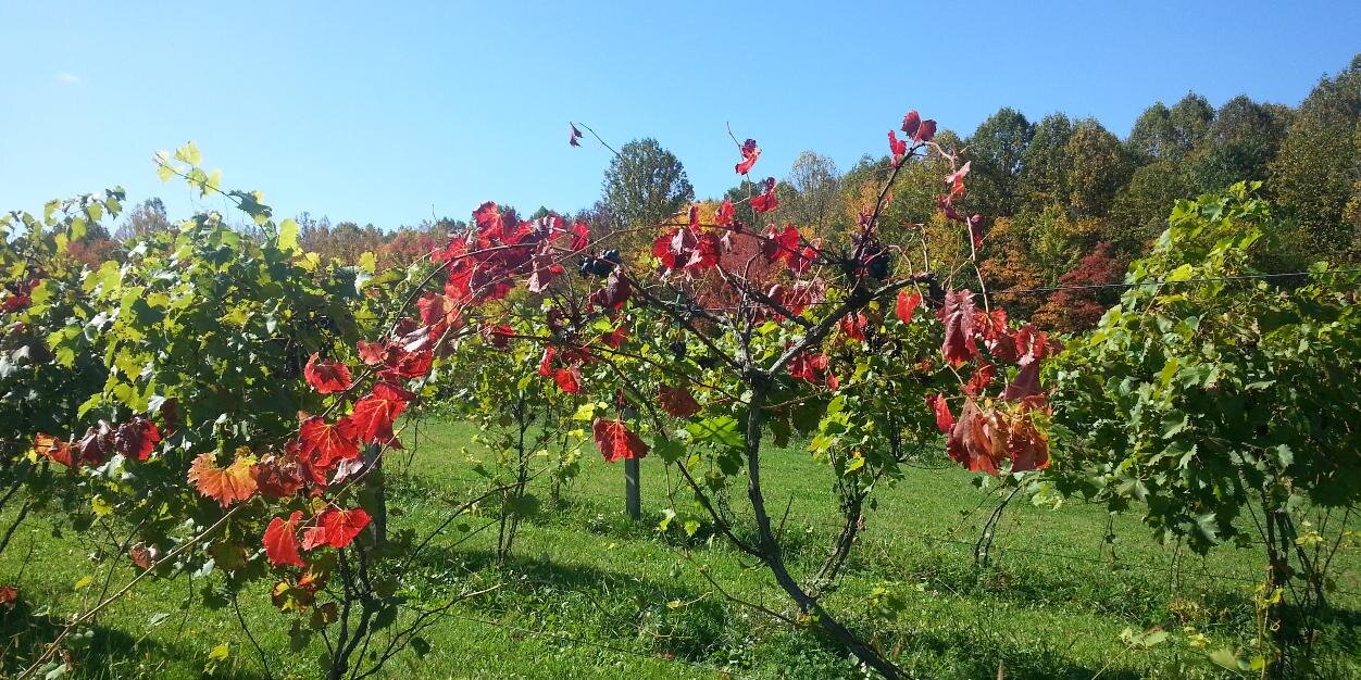 SVWine's profile banner image
