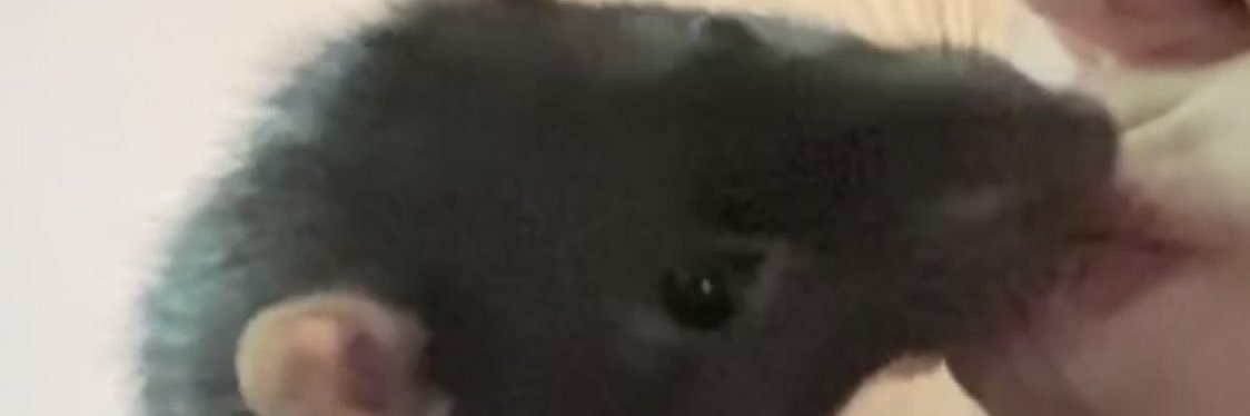 illuminadika's profile banner image