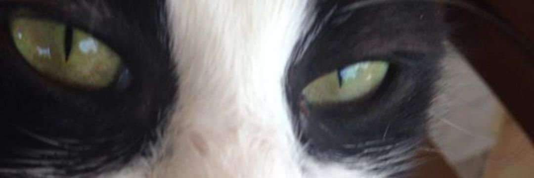 venusbocegi's profile banner image