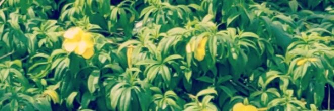 loyal_barb's profile banner image