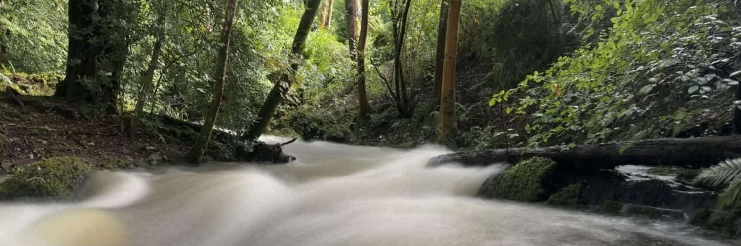 forestfairylake's profile banner image
