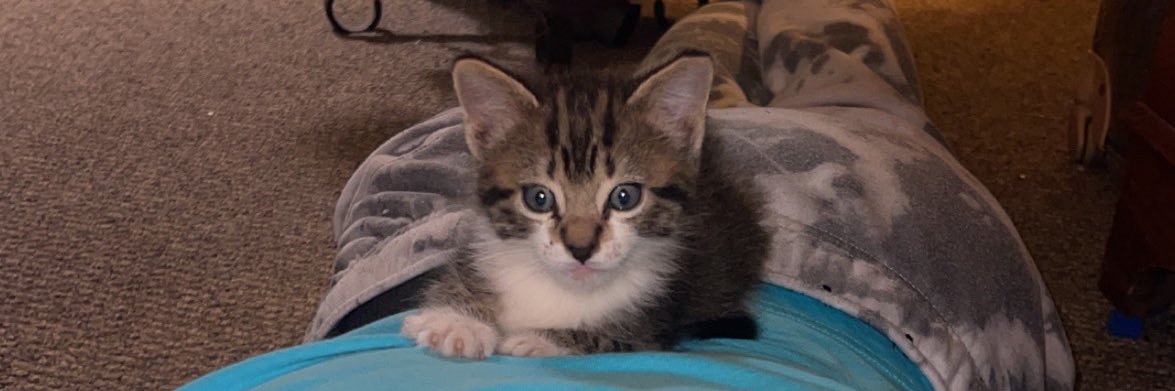 TeiganCollins's profile banner image