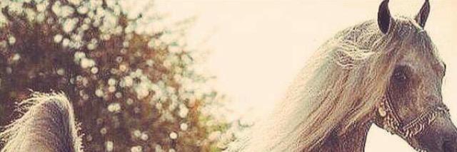 mohammadalfay14's profile banner image