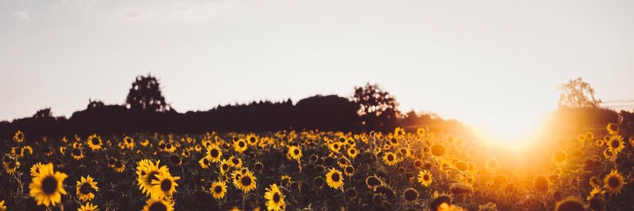 thaiklein's profile banner image
