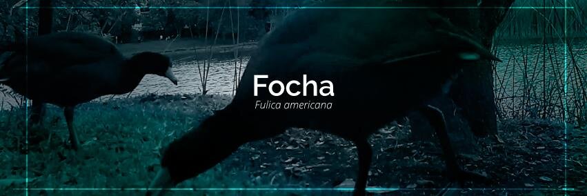 rdfulica's profile banner image