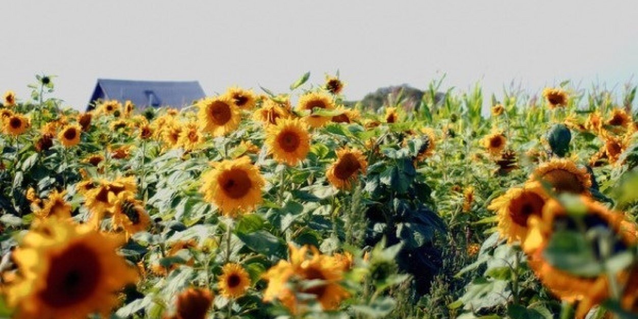 _solskenn_'s profile banner image