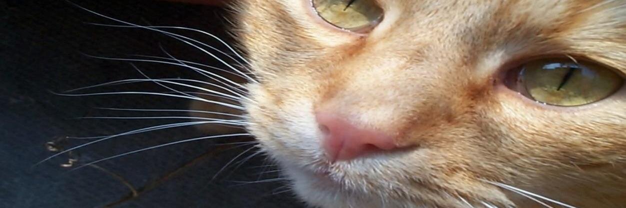 optrogmerco's profile banner image