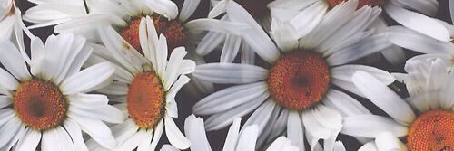 woe_lo's profile banner image