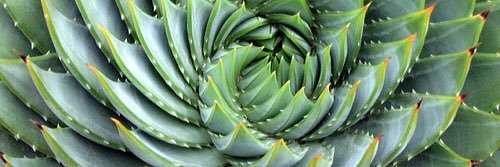 THEGREENSTYLIST's profile banner image