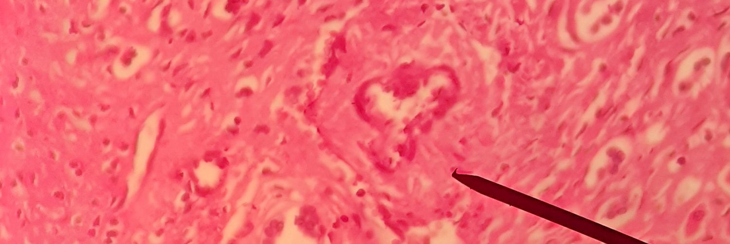 cacienla's profile banner image