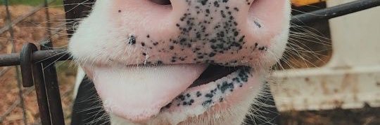 cell_bv's profile banner image
