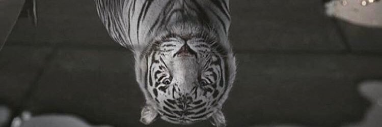 A_AronW1's profile banner image