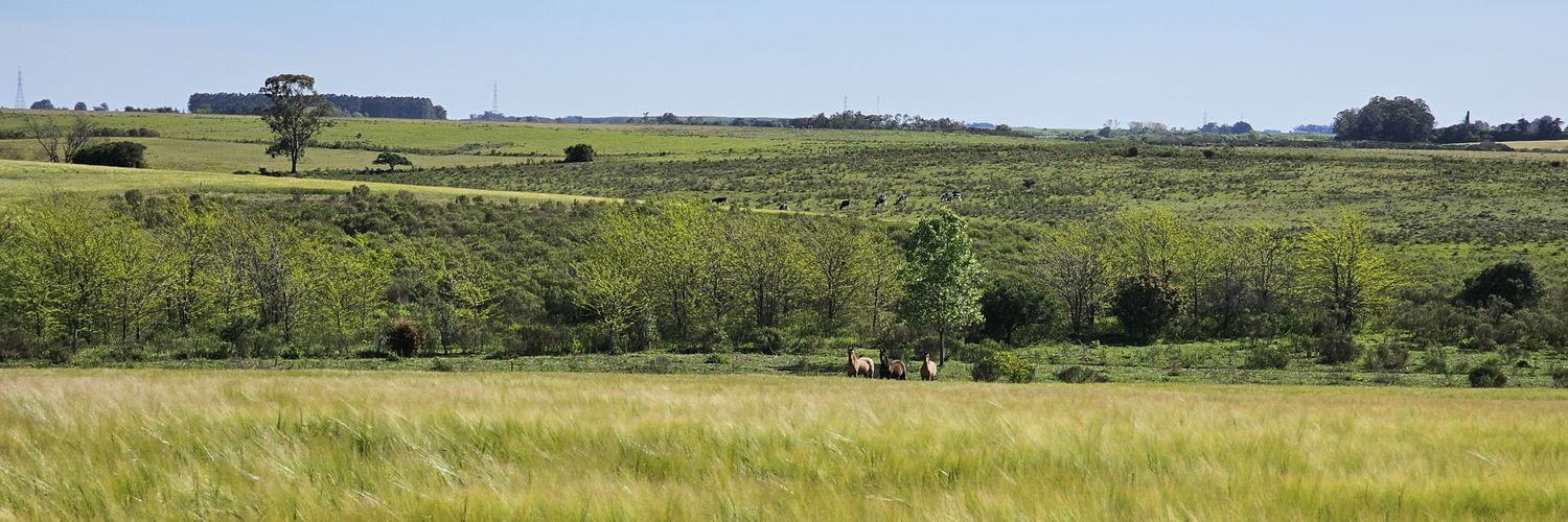 Sebastian Spagnolli banner