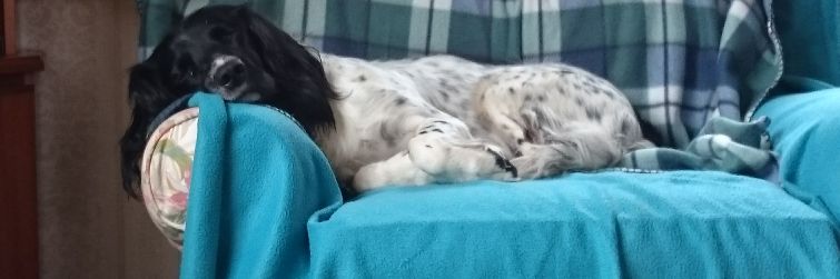 SheepishSam's profile banner image