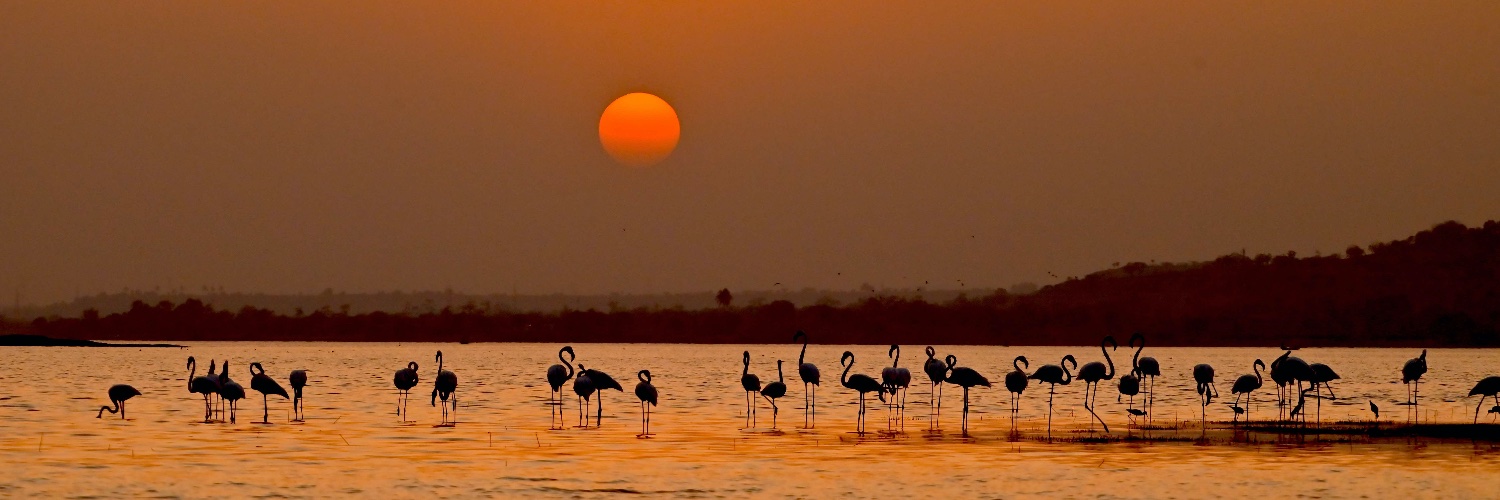 Ashish Kothari banner