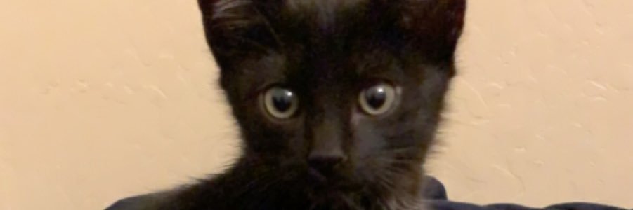 _alexasable_'s profile banner image