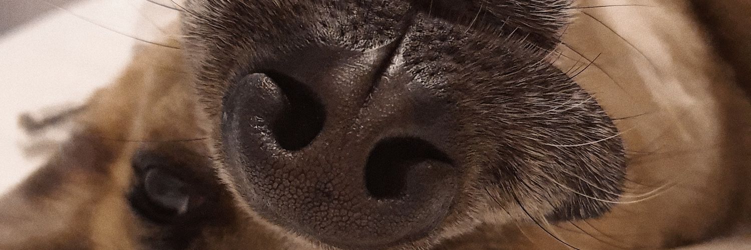 raquelmive07's profile banner image