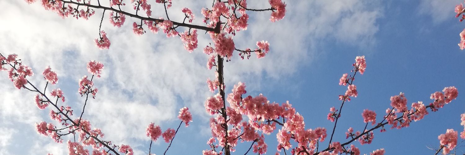 cessangssxy's profile banner image