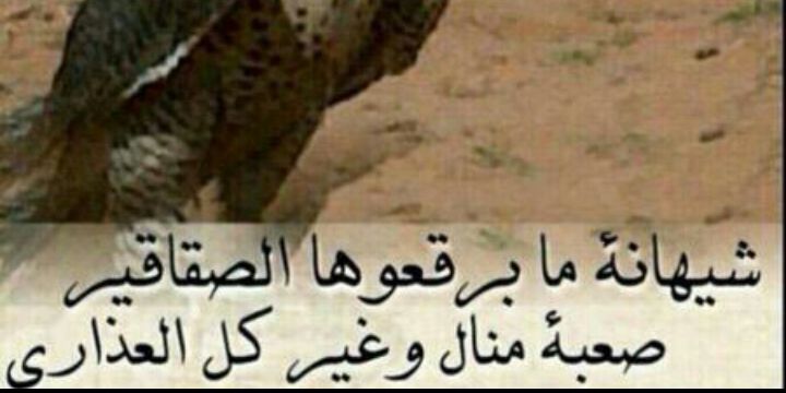 شيهانة نجد banner
