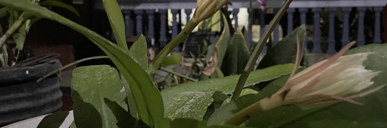 e_millia's profile banner image