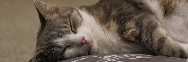 Steeberino Profile Banner