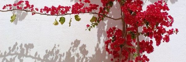 toaaabdalslam Profile Banner