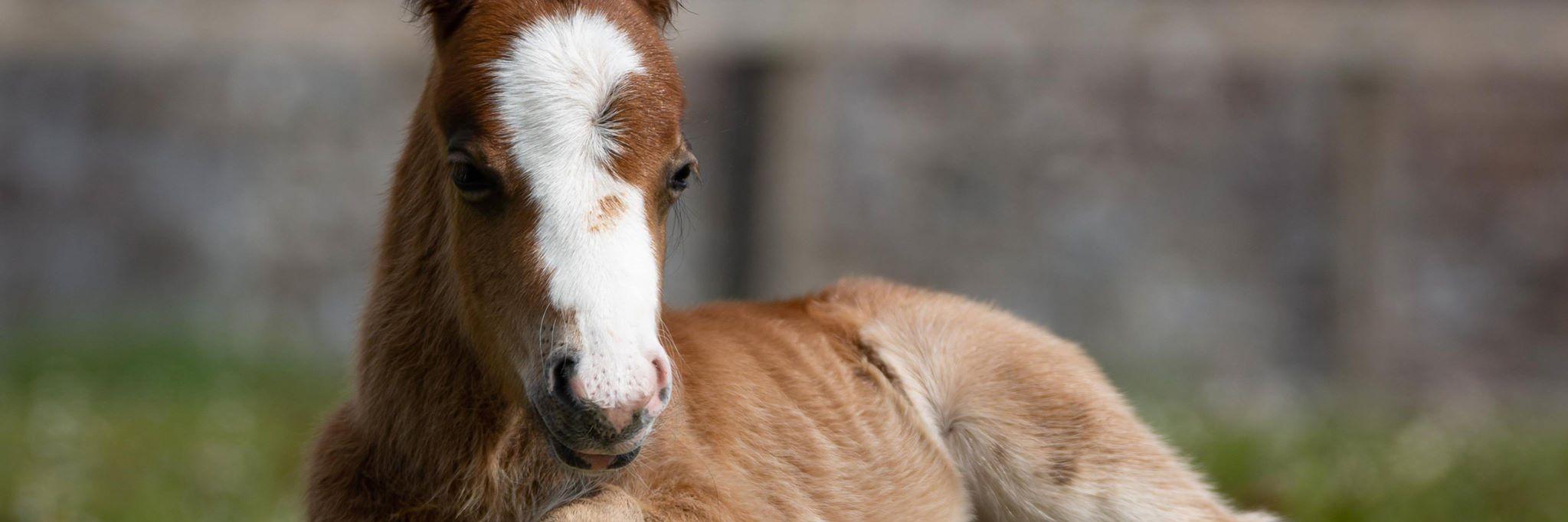 Lluest Horse and Pony Trust (@LluestPonyTrust) / Posts / X