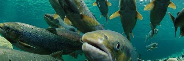 Fish_Expert's profile banner image