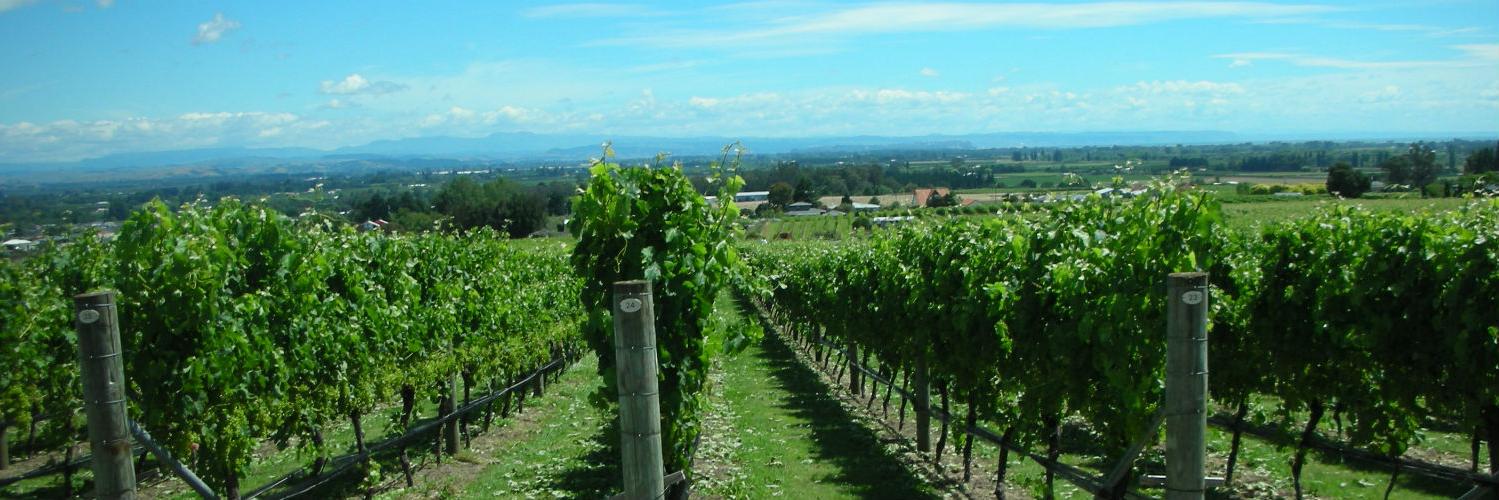 Julia Jenkins, Flagship Wines banner