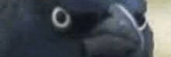 DeceptiveBird banner