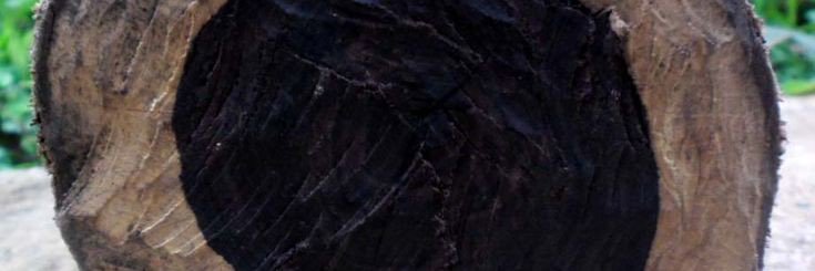 ZeelaMpingo's profile banner image