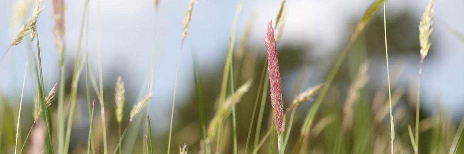 bunny_nature's profile banner image