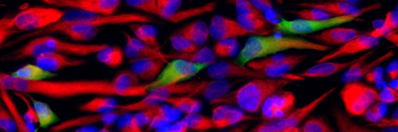 Justin Lathia, PhD 🧠🕺🏽's banner