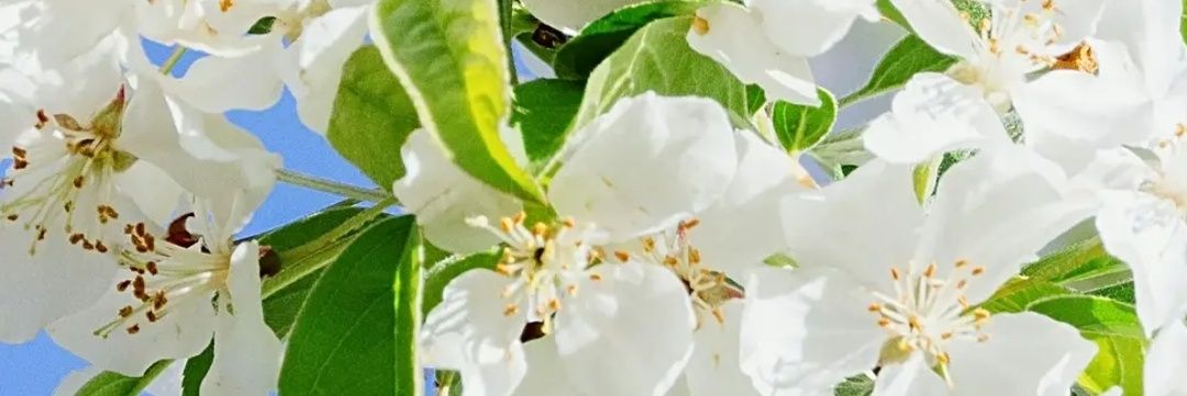 @European for peace banner