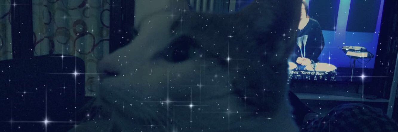 rarepelican's profile banner image