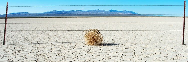 Dr Melanie Selfe banner