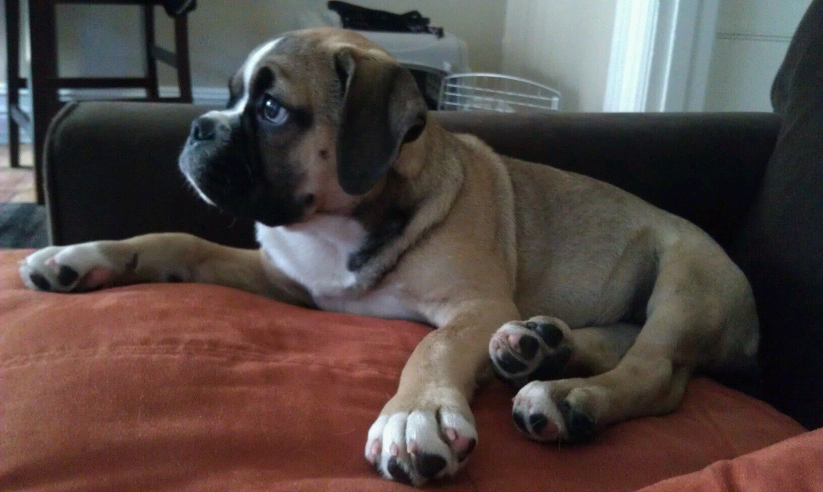 Penny Mini Bulldog banner