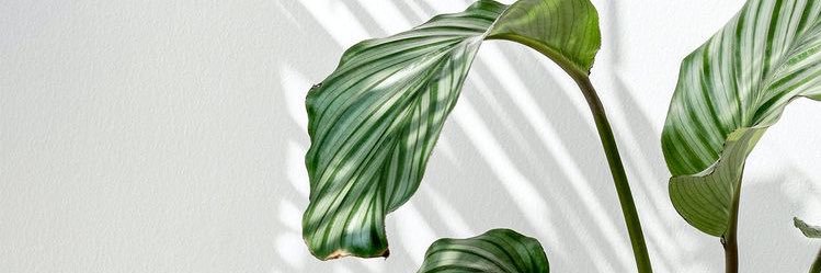 JoojI_2011's profile banner image