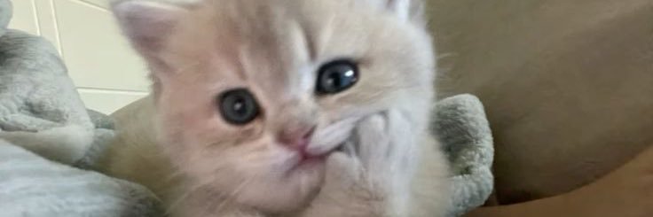 icecoldminty's profile banner image